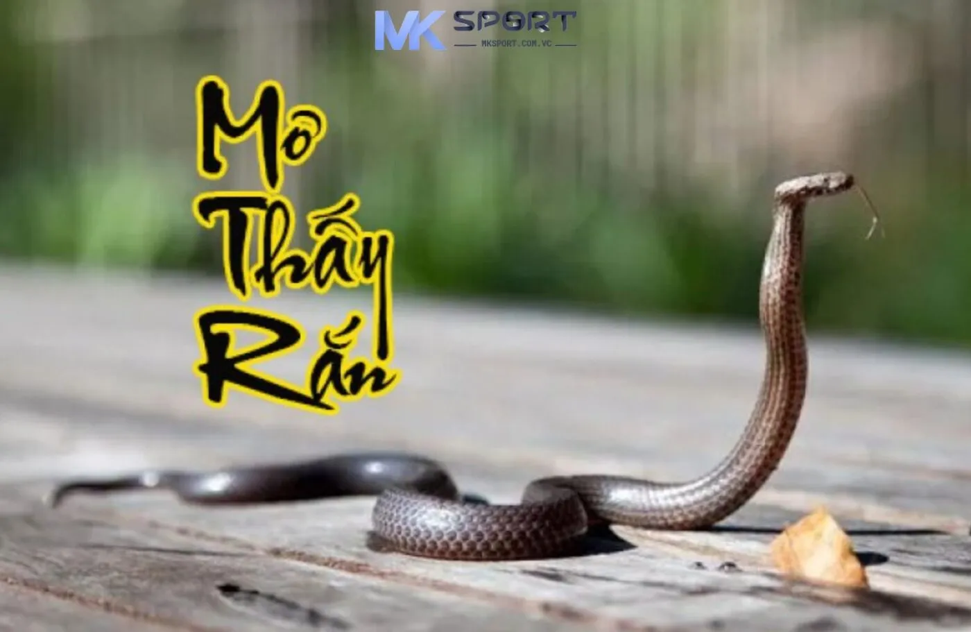 Nhiều người thường cảm thấy lo sợ về chuyện chẳng lành khi nằm mơ thấy rắn