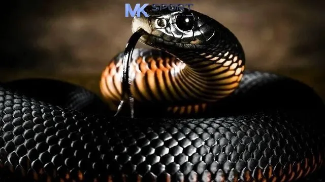 Nếu mơ thấy rắn thì chủ nhân giấc mơ là người có phần hơi tự tin thái quá